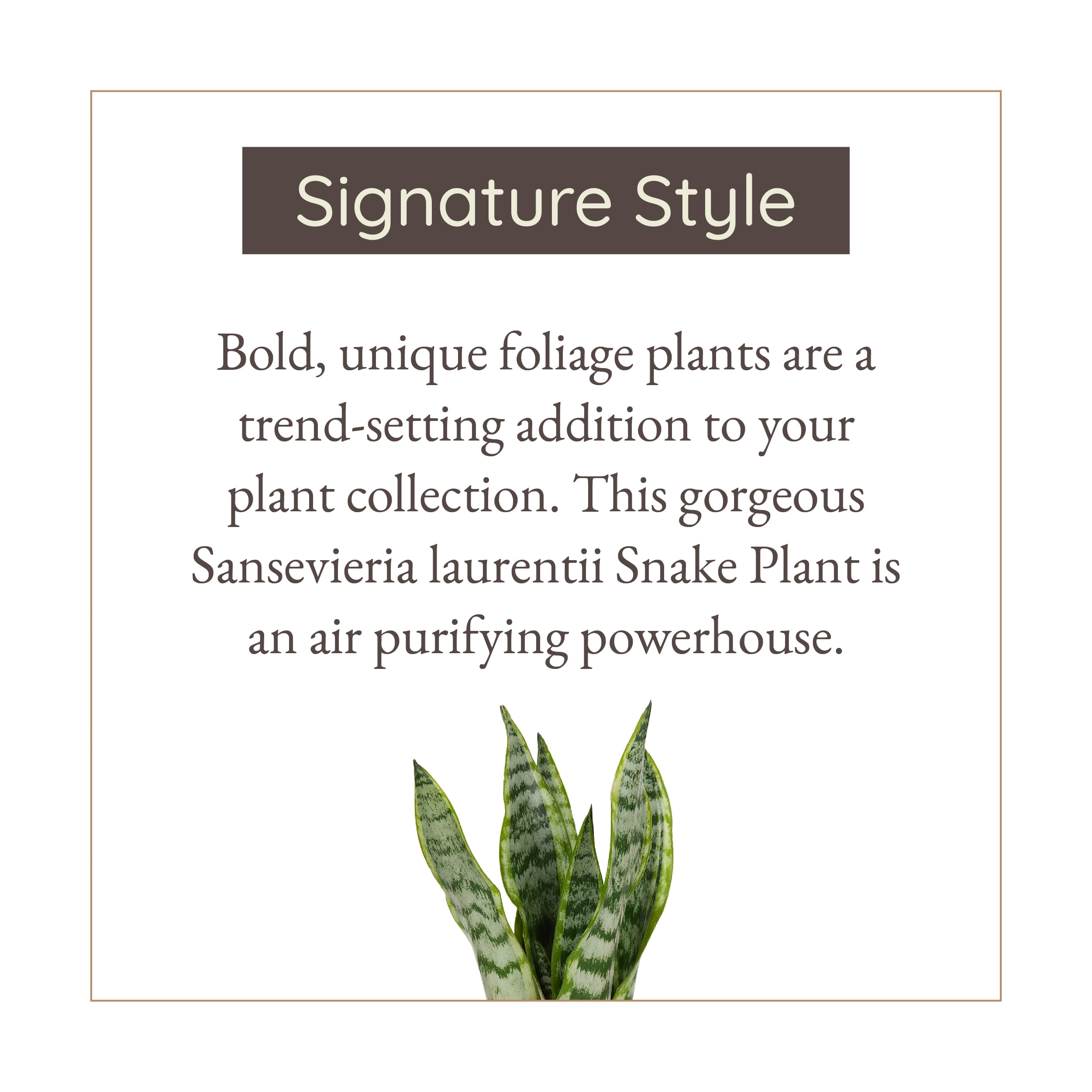 Wild Interiors Sansevieria Laurentii Plant, 15-18” Tall, 5” Ceramic Pot