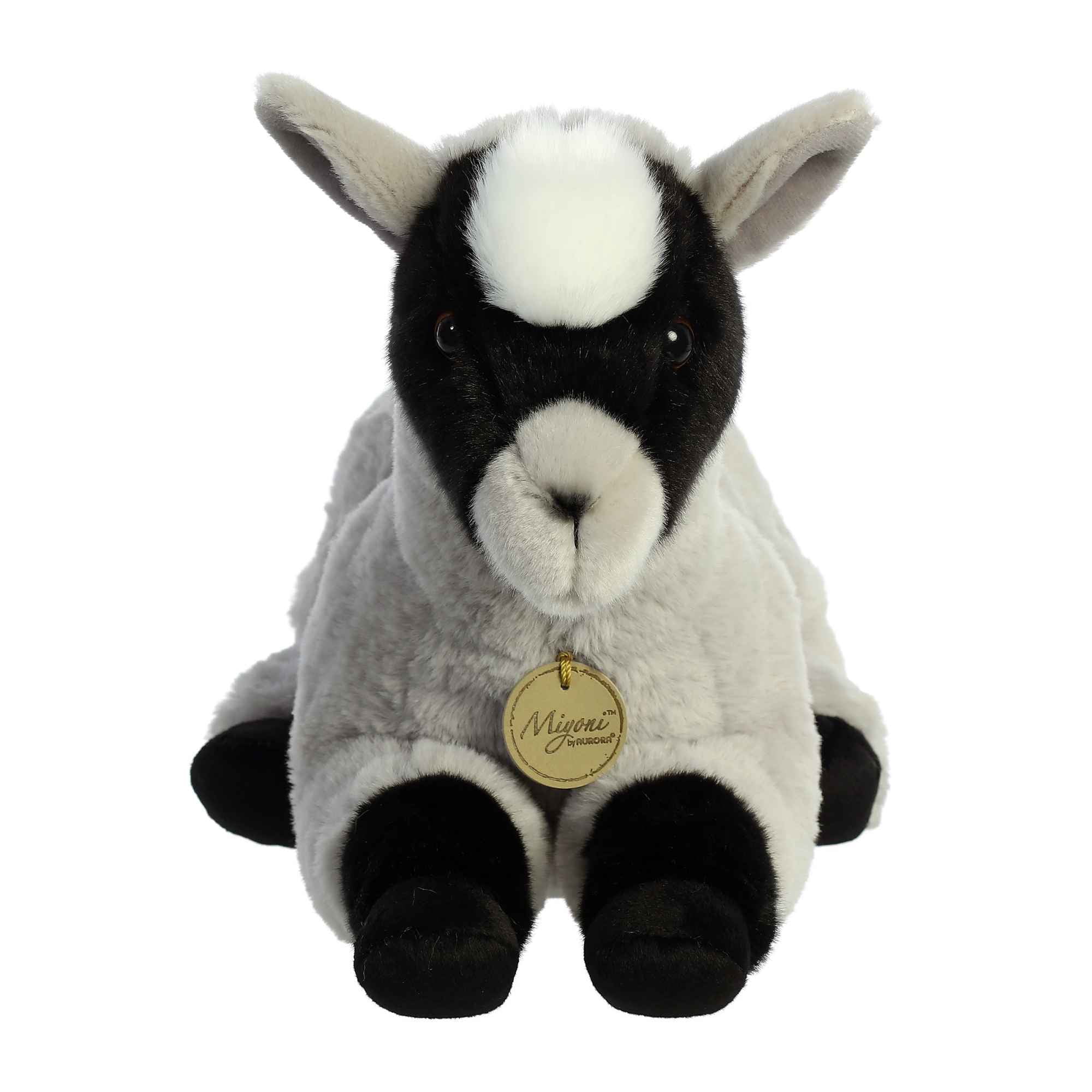 Aurora - Miyoni - 13' Pygmy Goat