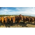 thumbnail image 2 of Posterazzi DPI12303415 Beefmaster Herd of Cows - Reddick Florida United States of America Poster Print by Mark Emery, 20 x 11, 2 of 4