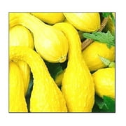 20 Crookneck Yellow Squash Seeds | NON-GMO | Fresh Heirloom Garden Seeds