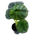 thumbnail image 7 of Alocasia Nebula, Nebula Imperialis, Black Diamond, Silver Plant, Alocasia Silver Nebula, Elephant Ear Plant in 2 inch Pot, 7 of 7