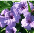 thumbnail image 2 of Dwarf Mexican Petunia Purple  Katie's Dwarf Ruellia Brittoniana  10 Live Plants  Drought Tolerant Blooming Butterfly Bush, 2 of 4