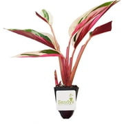 Stromanthe Accent Plant, Triostar Multicolored Leaves, Starter Plant
