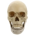 thumbnail image 1 of 1 modelo de cráneo humano para decoraciones de Halloween., 1 of 3