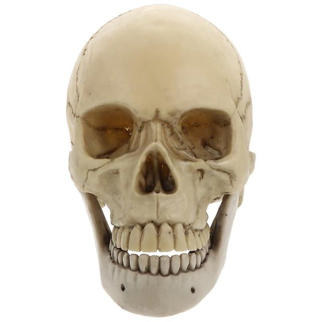 1 modelo de cráneo humano para decoraciones de Halloween.