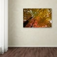 thumbnail image 3 of Trademark Fine Art "Spectacular Brilliant Autumn Trees" Canvas Art by Kurt Shaffer, 3 of 3