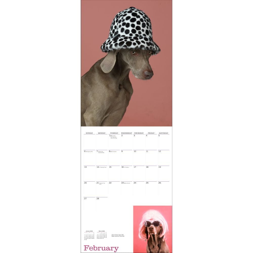 William Wegman Man's Best Friend 2022 Wall Calendar (Calendar) - Walmart.com
