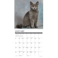 thumbnail image 3 of British Shorthair Cats 2025 12 X 12 Wall Calendar, (Paperback), 3 of 5