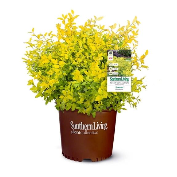 Southern Living Sunshine Ligustrum Live Shrub in 2.5-Quart Grower Pot