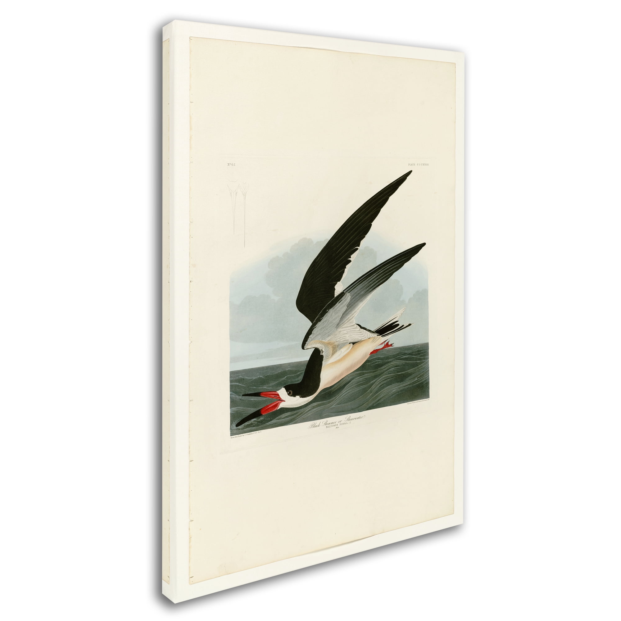 Trademark Fine Art 'Black Skimmer' Canvas Art by John James Audobon