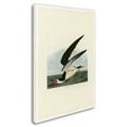 thumbnail image 2 of Trademark Fine Art 'Black Skimmer' Canvas Art by John James Audobon, 2 of 3