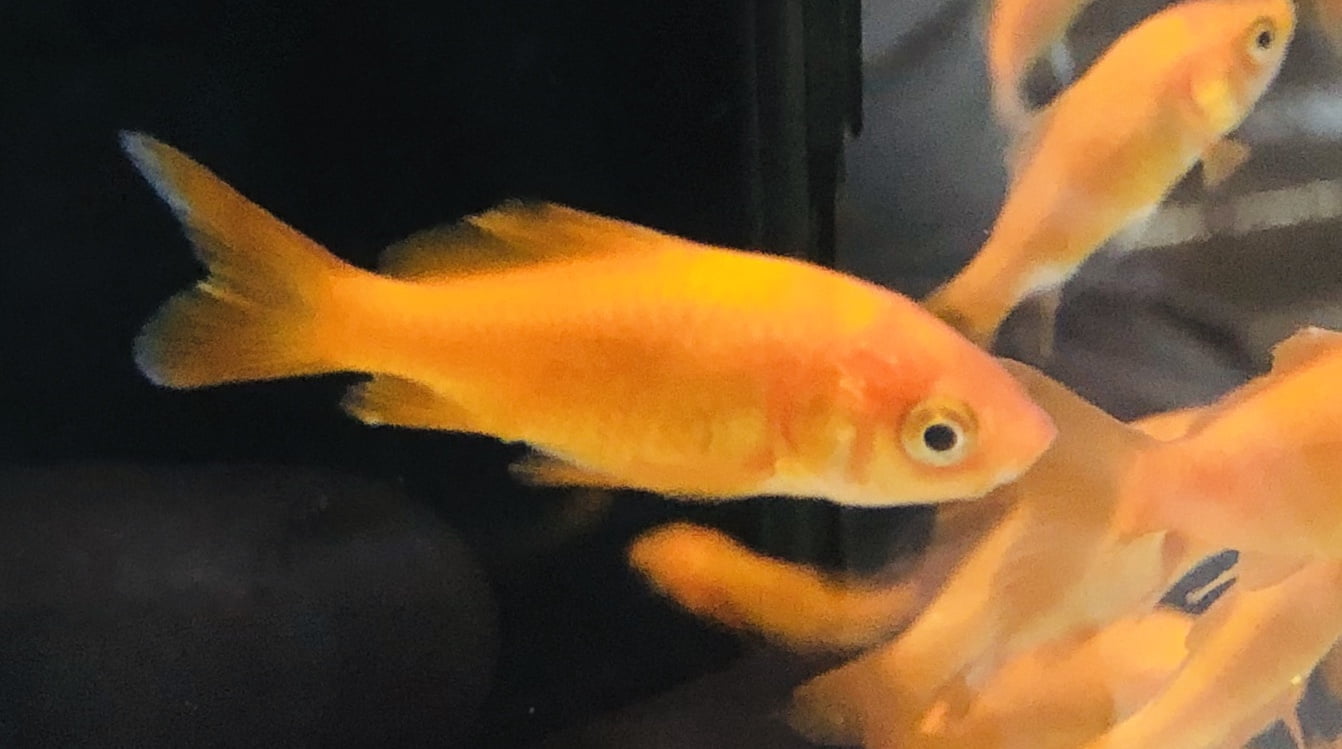 Tropaquatics Live Fish Common Goldfish 