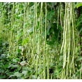 thumbnail image 4 of TomorrowSeeds - Dark Green Yard Long Bean Seeds - 120+ Count - For 2026 Planting Vining Vegetable, 4 of 11