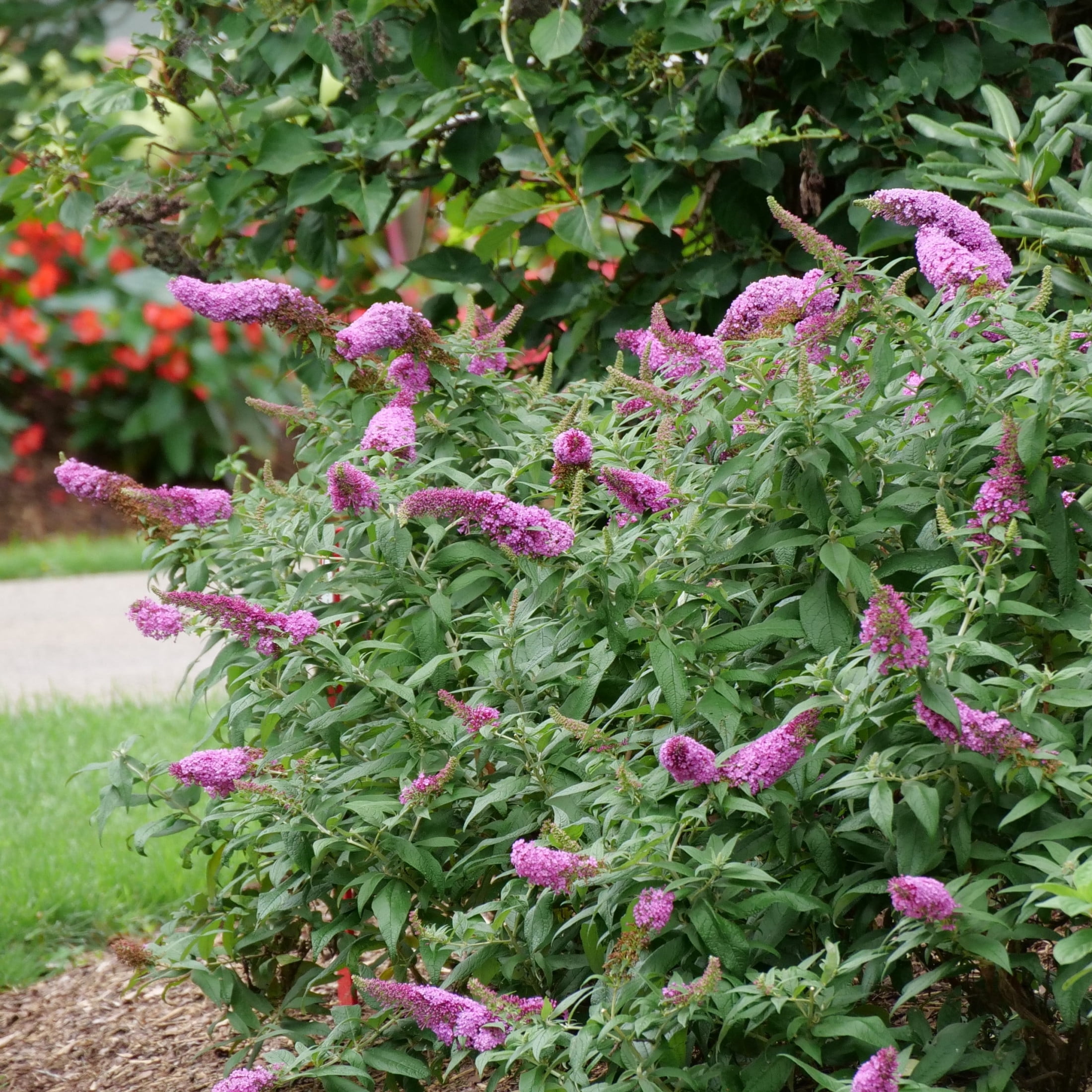 Proven Winners ColorChoice 5" Pugster Pinker Butterfly Bush Live Plant in 4.5" Pot (4 Count)