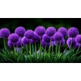 thumbnail image 2 of Purple Passion Allium Bulbs for Planting - Large Round Blooms are Deer Resistant and Attract Pollinators (20 Bulbs), 2 of 5