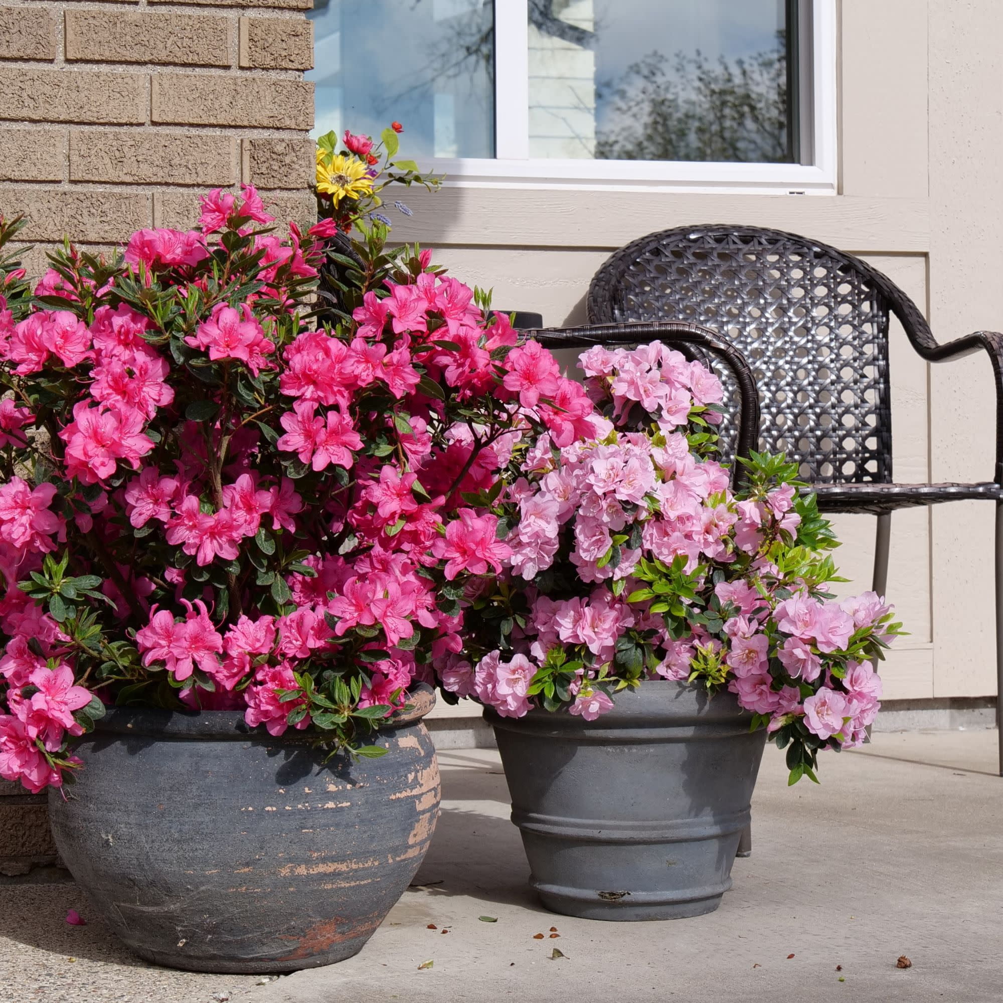 Proven Winners ColorChoice 5" Perfecto Mundo Double Dark Pink Reblooming Azalea Live Plant in 4.5" Pot (4 Count)
