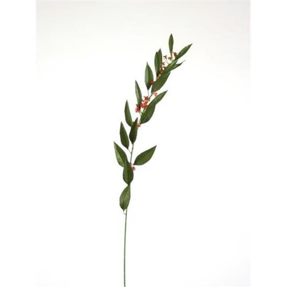 Rose Burgundy Euphobia - Pack of 12