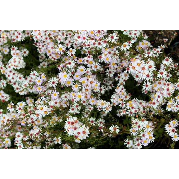 100 WHITE HEATH ASTER Prairie Ericoides Flower Seeds