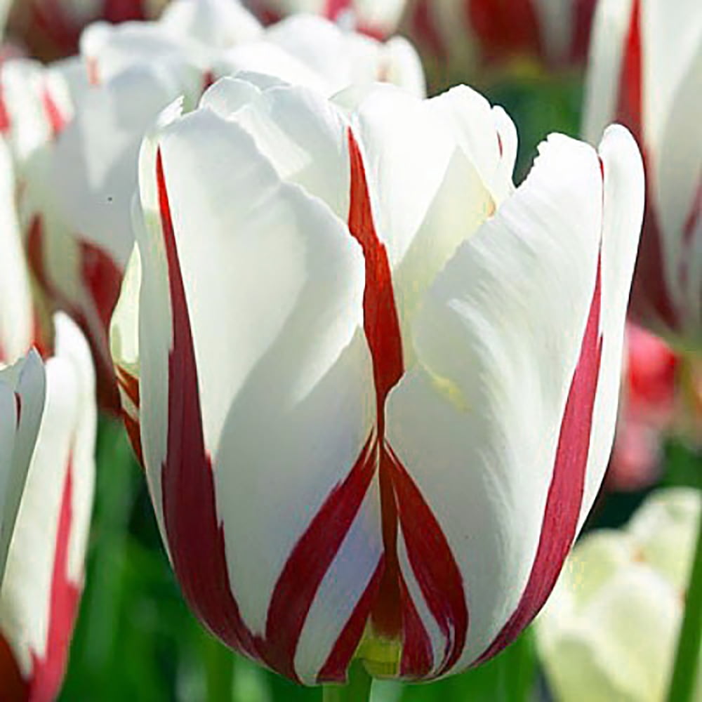 World Expression Single Late Tulip 8 Bulbs - 12/+ cm Bulbs - Walmart.com