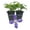 2 Plants, variant on Clematis Durandii - Live Starter Plant in a 2 Inch Growers Pot - Starter Plants Ready for The Garden - Rare Clematis for Collectors