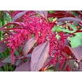 thumbnail image 3 of 250 BURGUNDY AMARANTHUS Hypochondriacus Amaranth Grain Vegetable Flower Seeds, 3 of 5