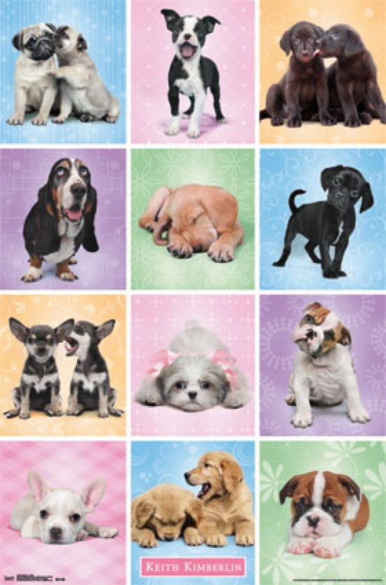 Puppies Cuties Poster Print