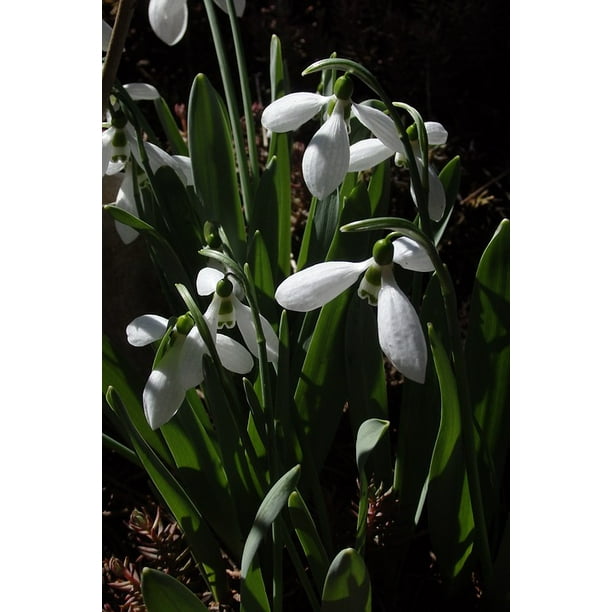 Snowdrop Spring Nature-20 Inch By 30 Inch Laminated Poster With Bright