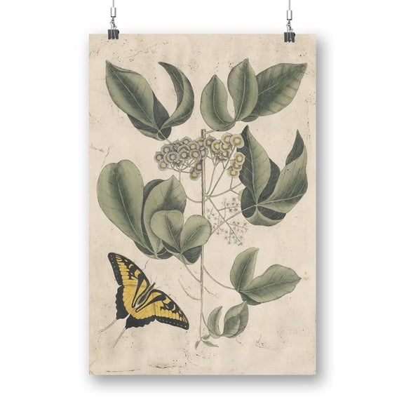 Catesby Butterfly Poster - Mark Catesby Designs,