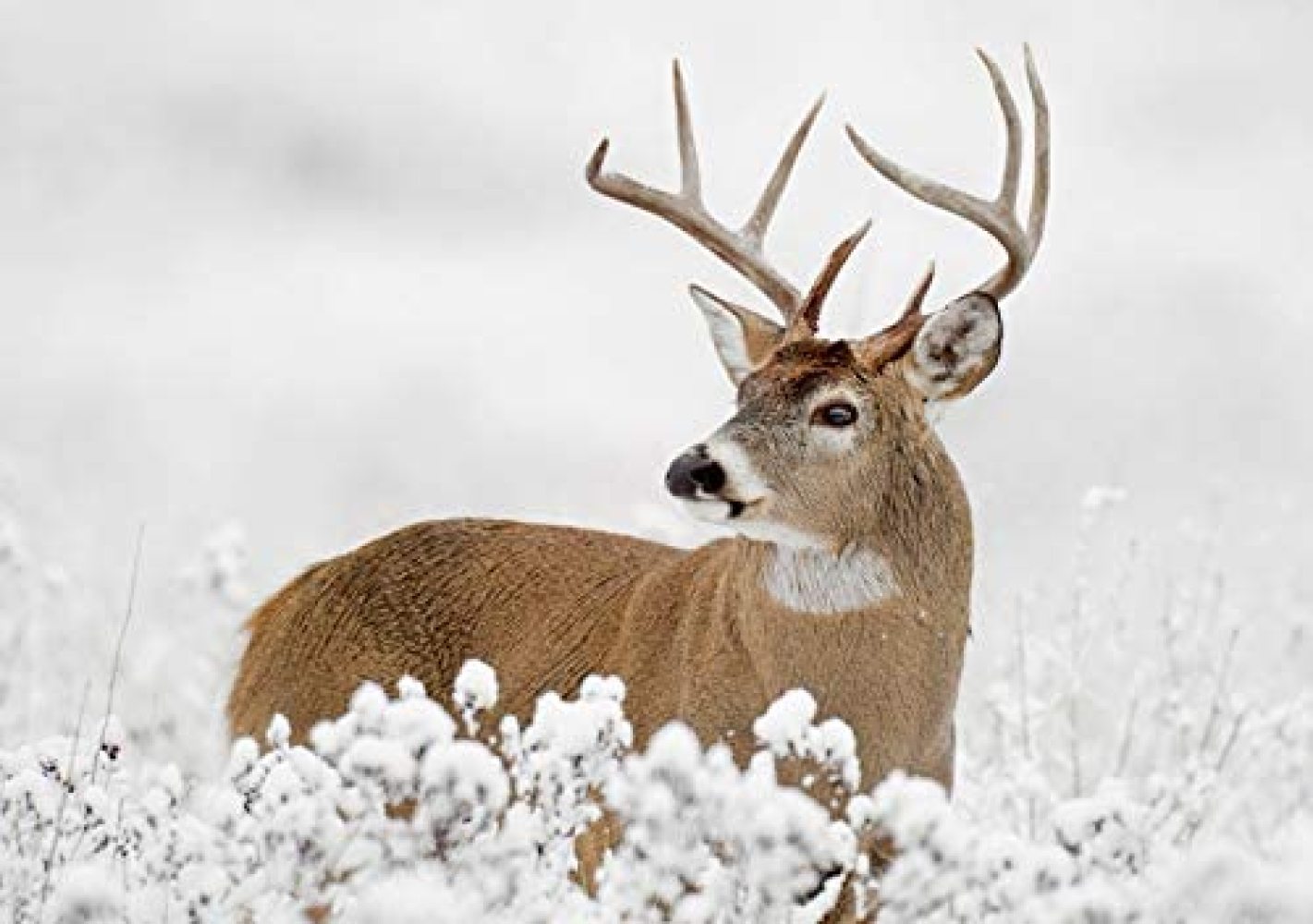 Sierra Club Christmas Cards Boxed Holiday Cards Christmas Greeting