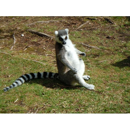 - LAMINATED POSTER Lemur Animal Wildlife Sitting Stripes Monkey Poster Print 24 x 36