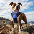 thumbnail image 3 of HAHDAXIA Neoprene Padded Dog Collar for Extra Large Dogs, 11 Colors, Reflective Wide Pet Collars with Durable Metal Belt Buckle, Adjustable Heavy Duty Nylon Dog Collar, Navy Blue, 3 of 6