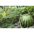 thumbnail image 2 of GSDWIUEW Heirloom Watermelon Seeds for Planting, 6 Pcs Seed, Sweet, Juicy, Extra Large Fruits, High Yield, , Fast-Growing, Summers, 2 of 5
