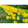 thumbnail image 2 of Amsterdam Daffodil Mix Beautiful Mix of Yellow Daffodils 5 Bulbs, 2 of 6