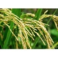 thumbnail image 4 of Calrose Rice, 2 Pounds — Kosher, Raw, Vegan — by Food to Live, 4 of 7