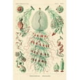 thumbnail image 2 of Haeckel, Ernst 13x18 White Modern Wood Framed Museum Art Print Titled - Haeckel Nature Illustrations: Siphoneae Hydrozoa, 2 of 4
