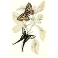 thumbnail image 1 of European Butterflies & Moths (Plate 127)-Fine Art Canvas Print (20" x 30"), 1 of 1