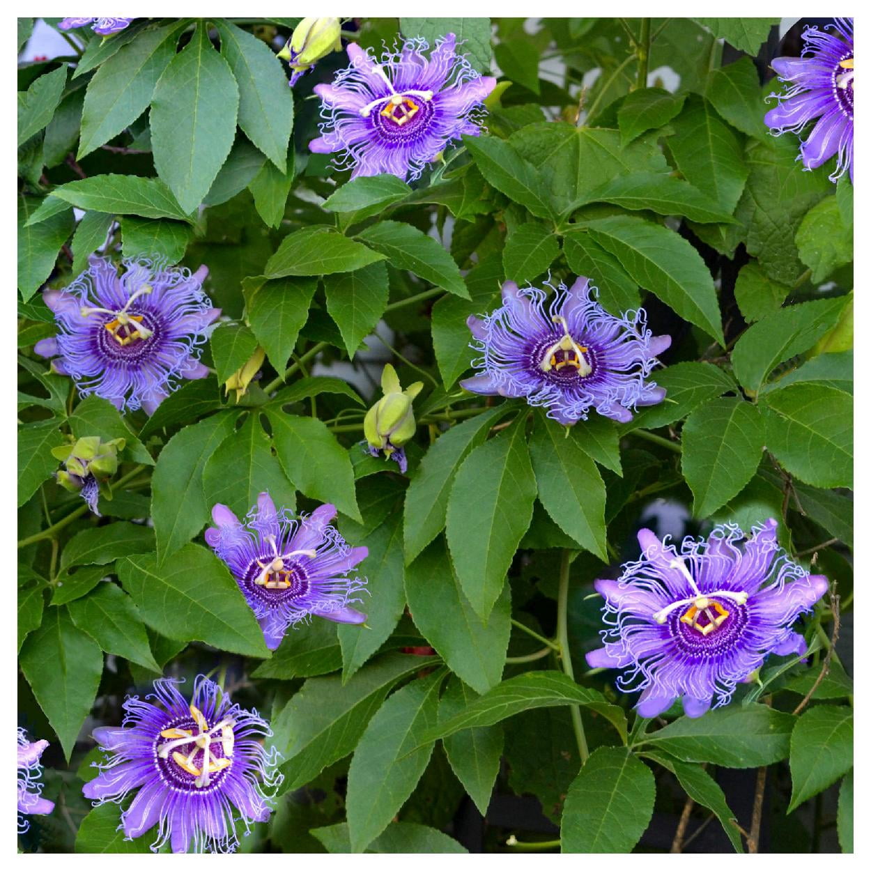Everwilde Farms - 1 oz Purple Passion Flower Native Wildflower Seeds - Gold Vault Bulk Seed Packet