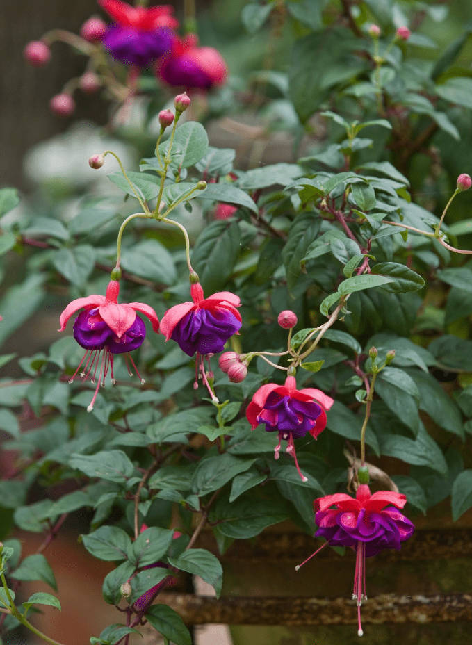 Fuchsia Dark Eyes Plants Live, Purple Pink Flower Fuchsia Plant, 4 to 6 Inches Tall, No Potted, Indoor Outdoor Gardening
