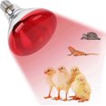 thumbnail image 1 of 220V 100 - 275 Watts E27 Infrared Red Heat Lamp for Chickens, Brooder Coop, Chicks, Pet Reptiles, 1 of 5