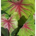 thumbnail image 3 of 'Scarlet Pimpernel' Caladium | Vibrant Shades of Red and Green (2 Bulbs), 3 of 8