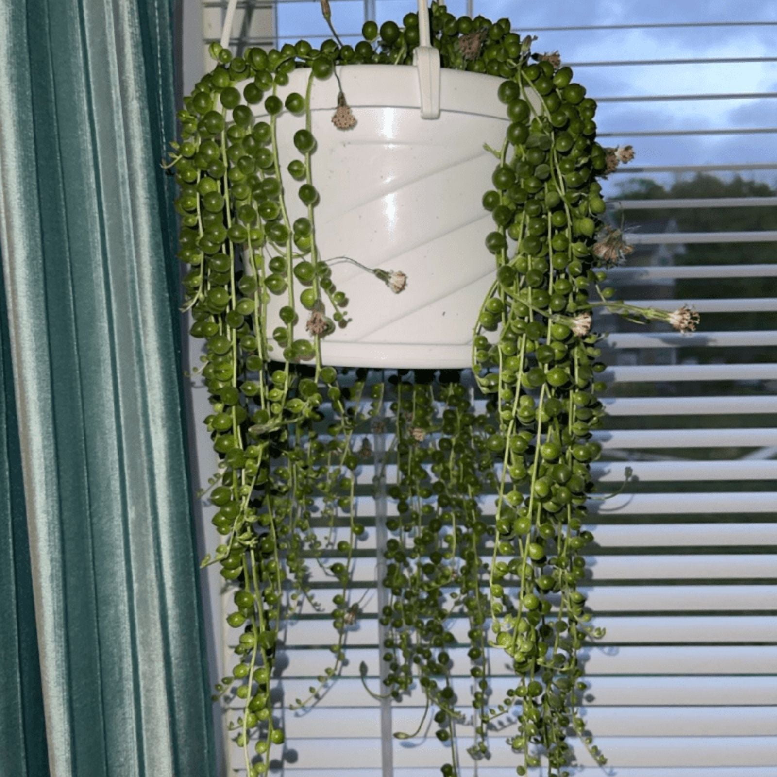 String of Pearls, Hanging Succulent, Trailing Succulent, Indoor Houseplant, Live Plant in 2'' Pearl Variegate