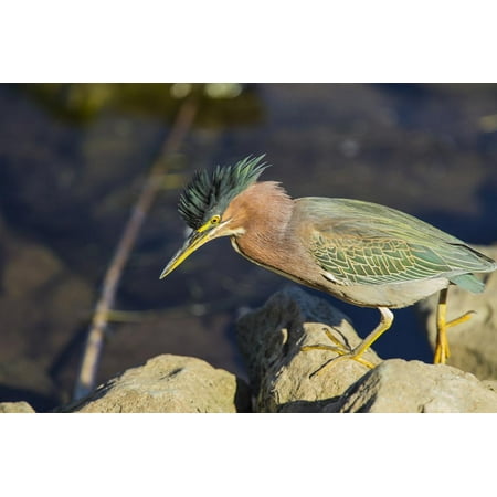Green Heron Prowling the Shore of Lake Murray, San Diego, California Print Wall Art By Michael (Best Place To Score Heroin In San Francisco)