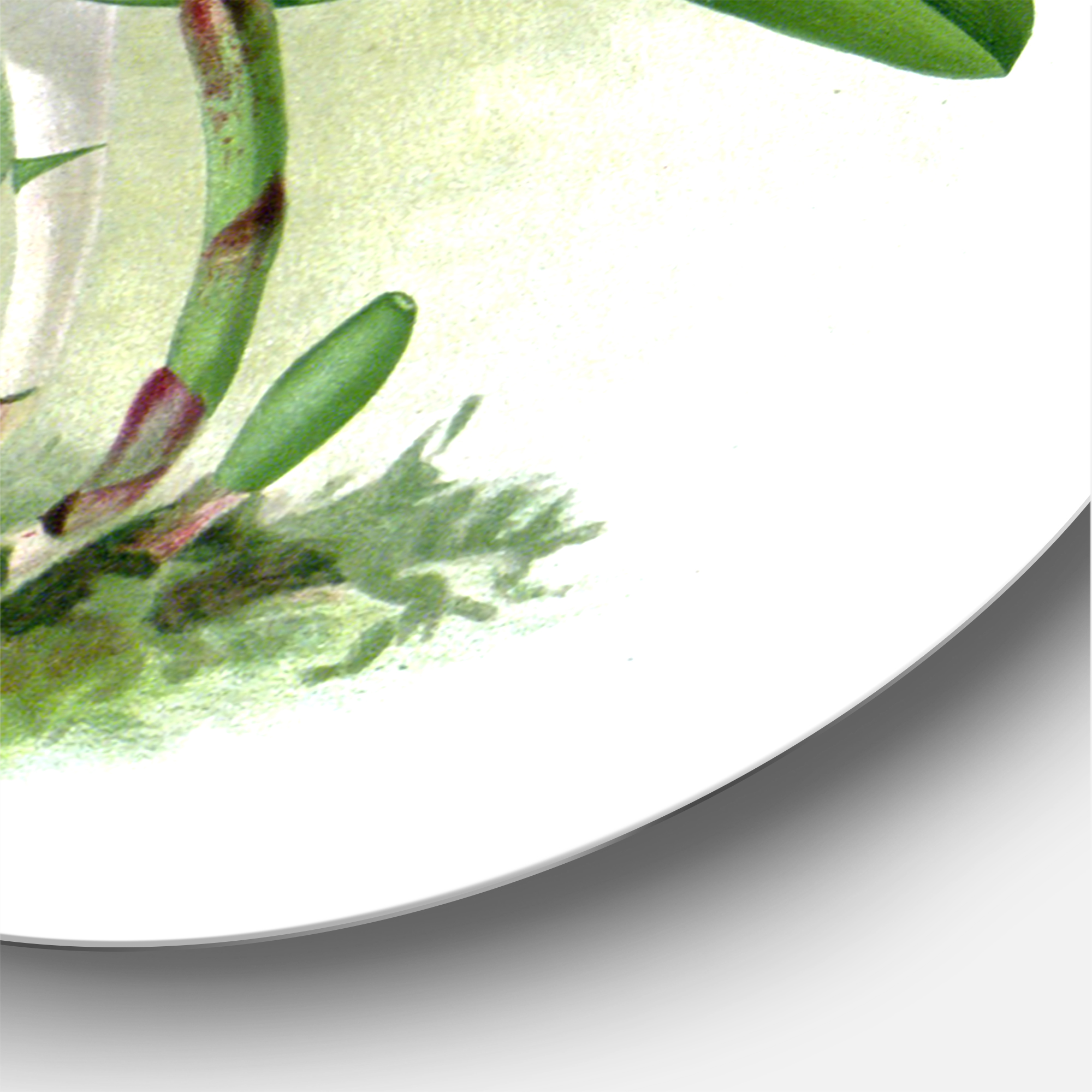 Designart 'White Vintage Orchid Flower I' Traditional Circle Metal Wall Art 11x11 - Disc of 11