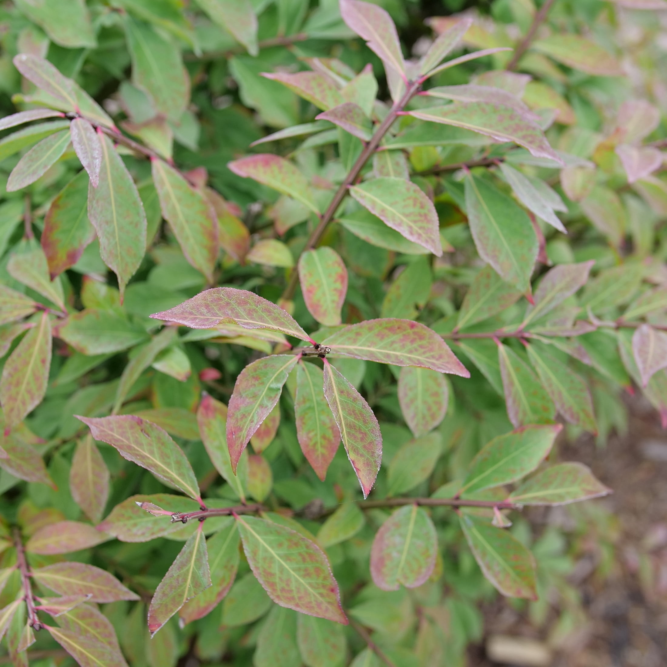 Proven Winners ColorChoice 5" Red Fire Ball Seedless Burning Bush Live Plant in 4.5" Pot (4 Count)