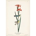 thumbnail image 3 of Audubon, John James 17x24 Black Modern Framed Museum Art Print Titled - Pl. 15 Blue Yellow-back Warbler, 3 of 5
