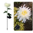 thumbnail image 2 of Luz De Suelo De Crisantemo Luz de suelo de crisantemo con energía solar, decoración de jardín al aire libre (blanco), 2 of 3