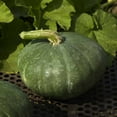 thumbnail image 2 of Sweet Meat Winter Squash Garden Seeds - 5 g Packet - Heirloom, Non-GMO - Vegetable Gardening Seed by Mountain Valley Seeds, 2 of 2