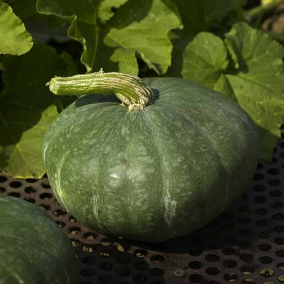 Sweet Meat Winter Squash Garden Seeds - 5 Lbs Bulk - Heirloom, Non-GMO - Vegetable Gardening Seed by Mountain Valley Seeds