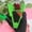 Green, variant on 100Fens Rose Thorn Remover Flower Stem Leaves Thorn Stripper Portable Florist Gardening Tool