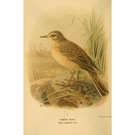 Tawny Port Bird - Birds of the British Islands 1885 Pipit Tawny Stretched Canvas - John G Keulemans (18 x 24)